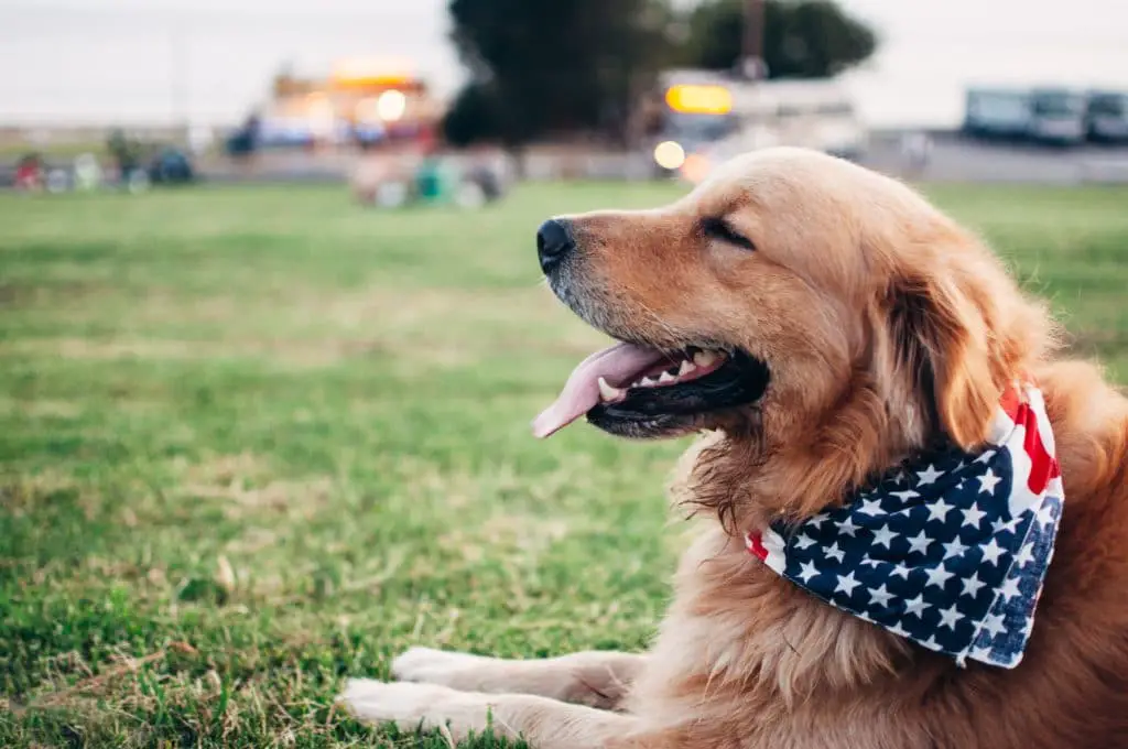 Can dogs eat shrimp?Dog in park