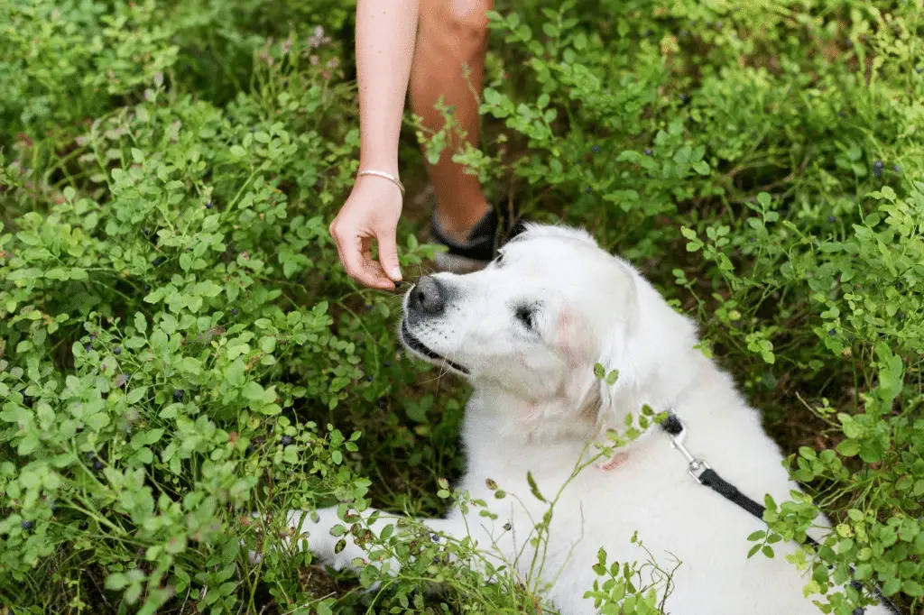 Can dogs eat blueberries?Dog eating blueberry