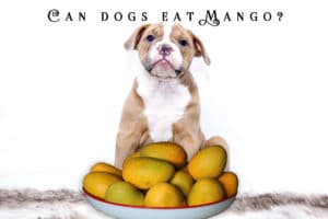 Can dogs eat mango?Dog with mango
