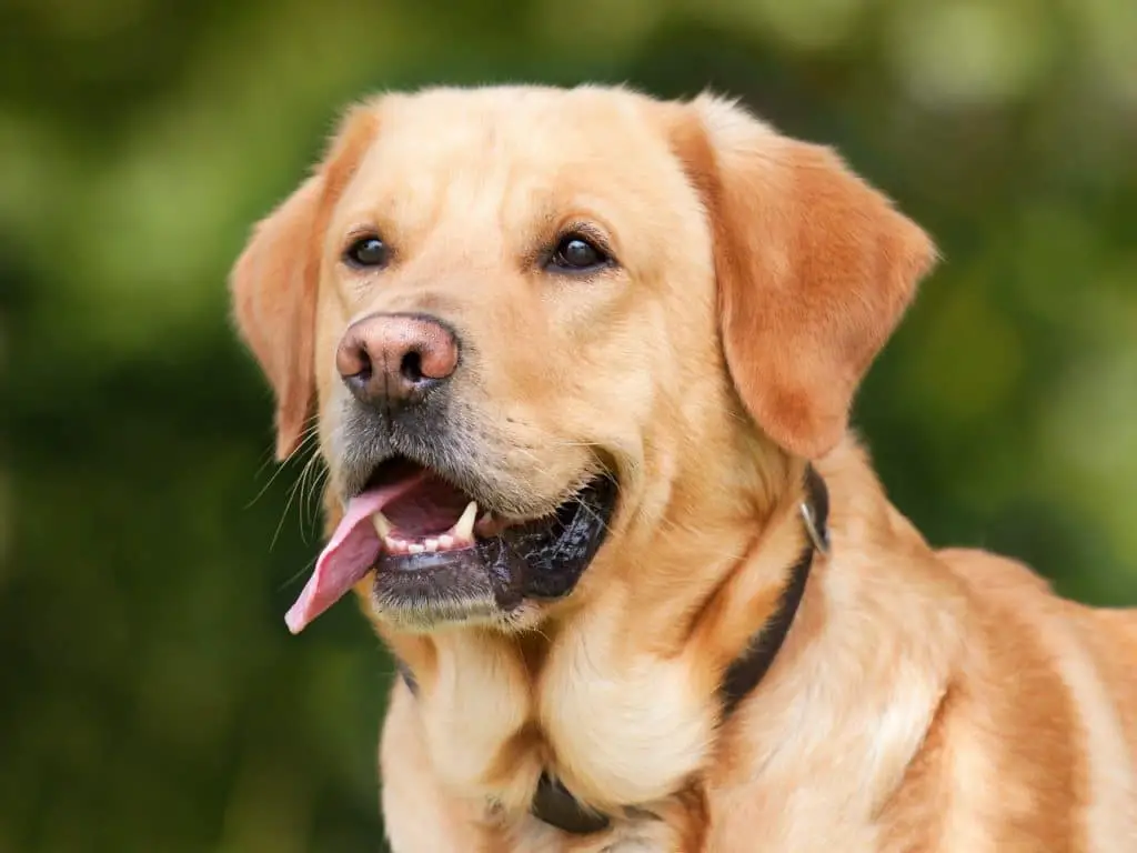 Can dogs eat peaches