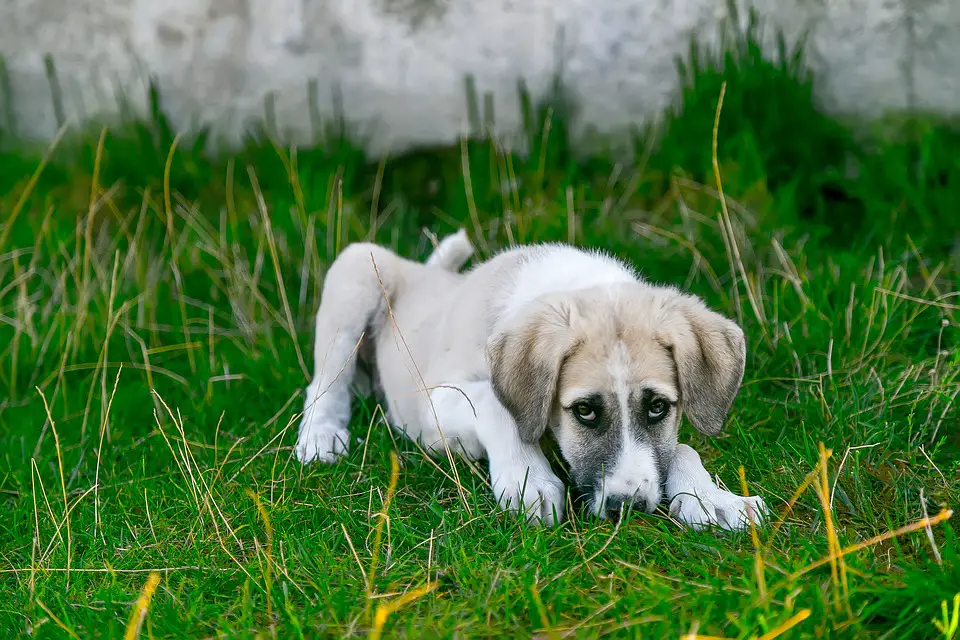 Hot spots on dogs;A sick dog