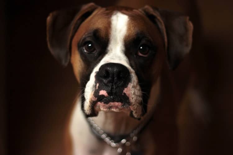 Hot spots on dogs:A dog with inflamed skin