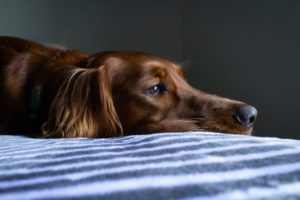 Vomiting in dogs