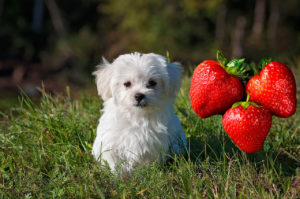 Can dogs eat strawberries?A dog with strawberries