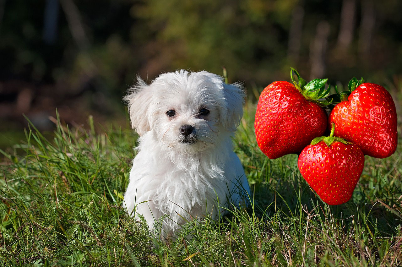 Can dogs eat strawberries?A dog with strawberries