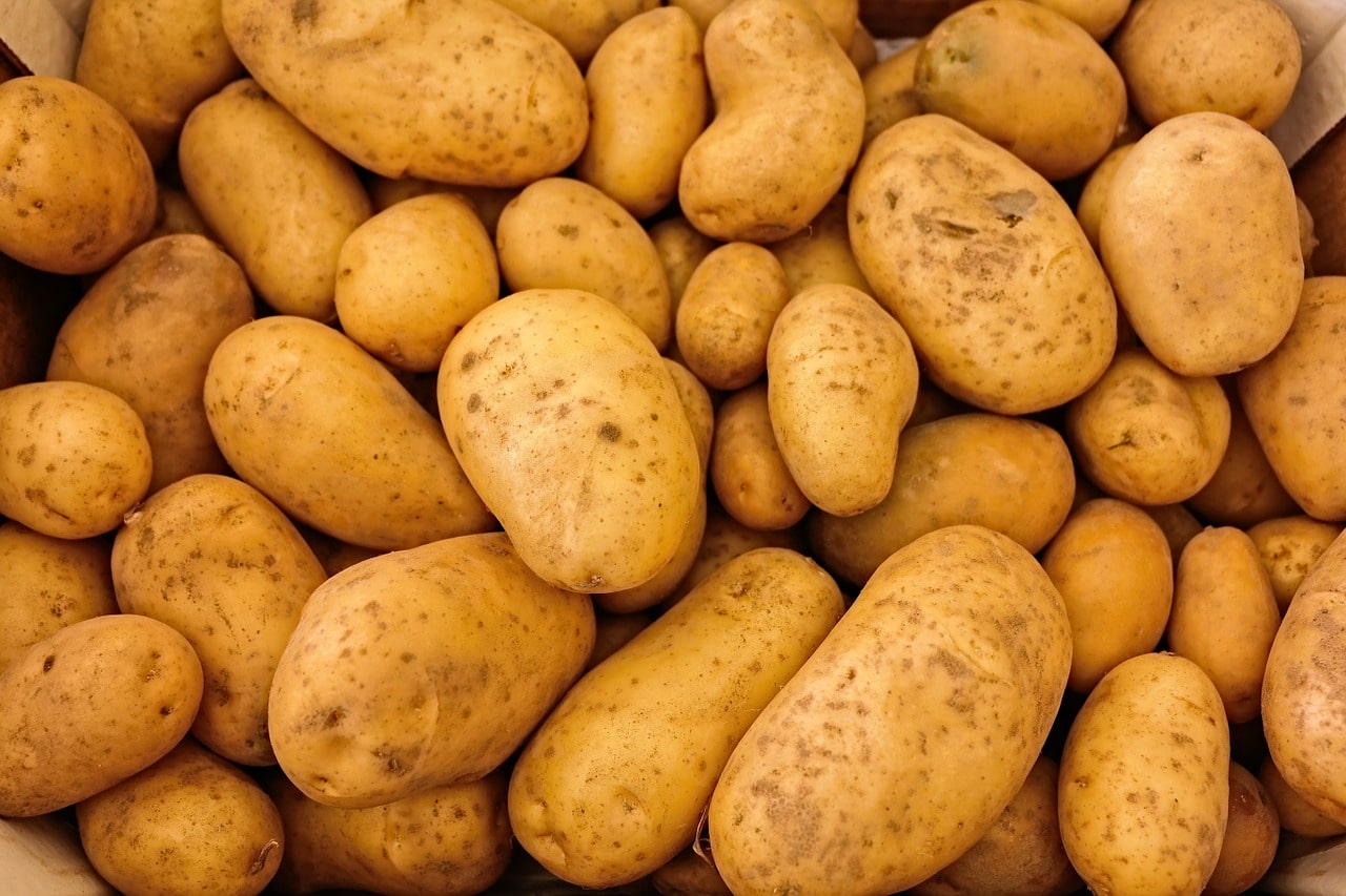 Can dogs eat potatoes