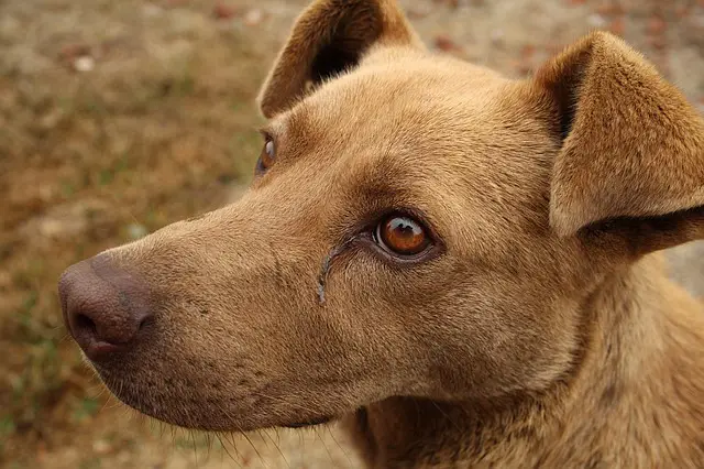 dogs with down syndrome