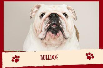 Bulldog