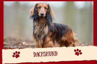 Dachshund 