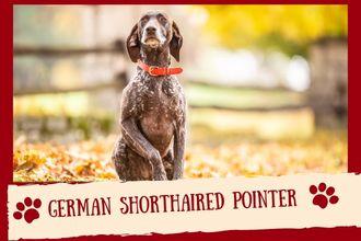 German Shorthaired Pointer