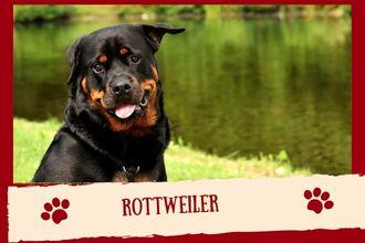 Rottweiler