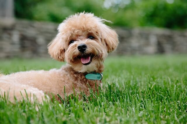 How to cook liver for dogs
