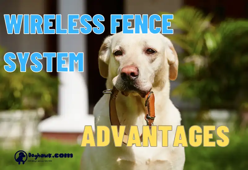 ADVANTAGES OF WIRELESS FENCE SYSTEM