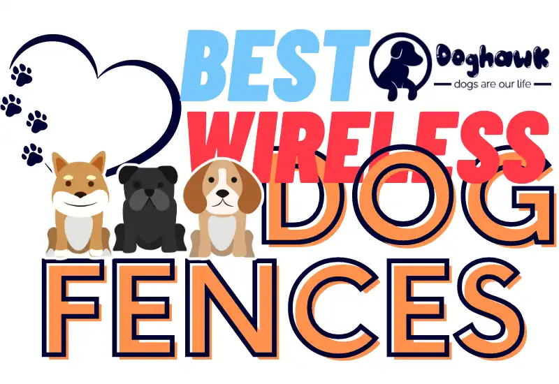 Best Wireless Dog Fences 2023 (Tried and Tested)