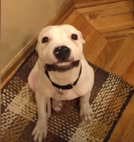 How to teach your dog to smile