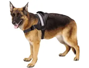 EXPAWLORER Big Dog No Pull