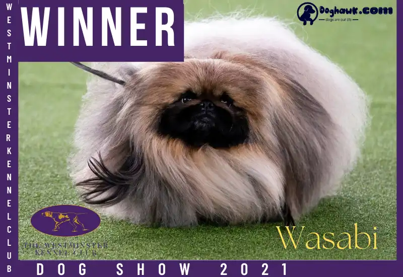 Westminster Dog Show Winner 2021
