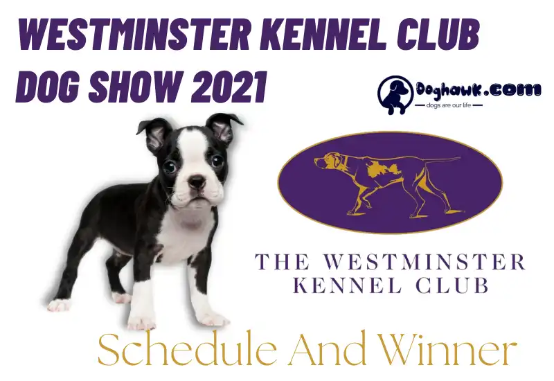 Westminster Kennel Club Dog Show 2021
