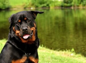 Rottweilers