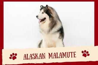 Alaskan Malamute Dog