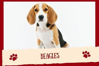 Beagles Dog