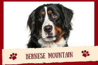 Bernese Mountain Dog