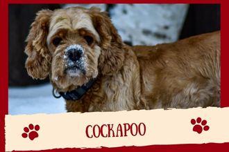 Cockapoo Dog