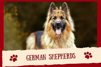 German Shepherds Dog