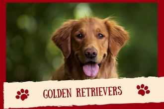Golden Retrievers Dog