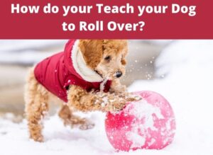 How do your Teach your Dog to Roll Over