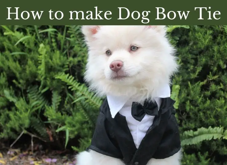 How to make Dog Bow Tie
