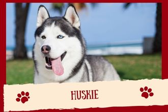 Huskie Dog