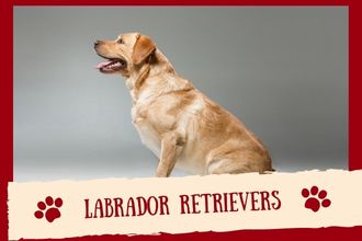Labrador Retrievers Dog