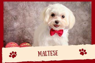 Maltese Dog