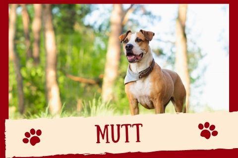 mutt dog