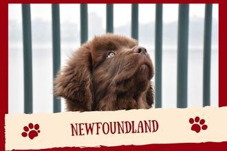 Newfoundland Dog