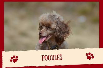Poodles Dog