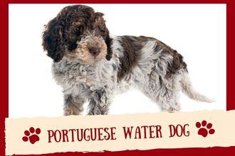 Portuguese Water Dog