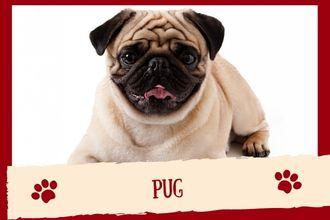 Pug Dog