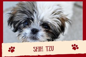 Shih Tzu Dog