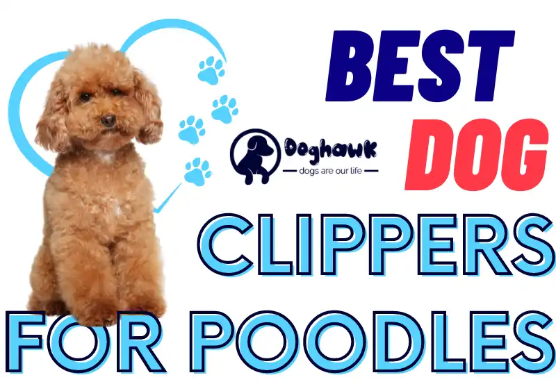 6 Best Dog Clippers for Poodles in 2023 (Our Top Picks)