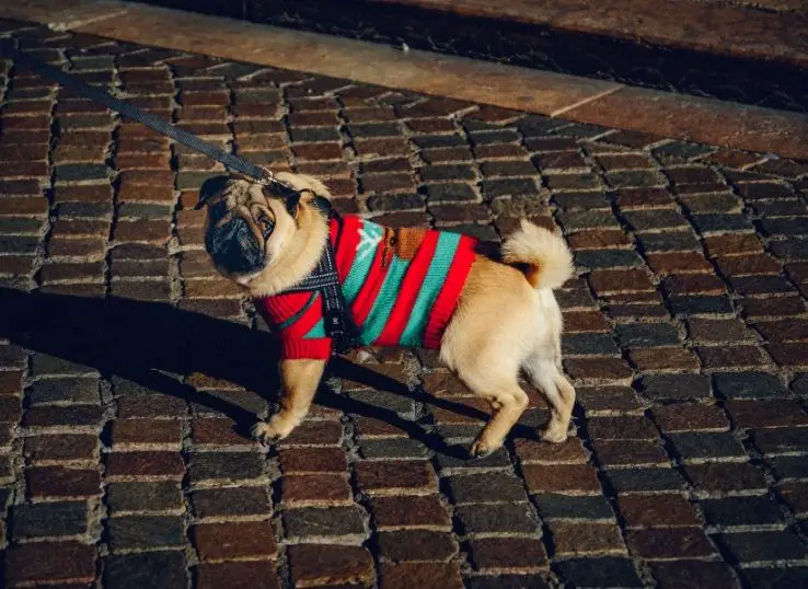 How to make a dog bandana