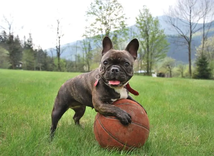 How to teach your dog tricks