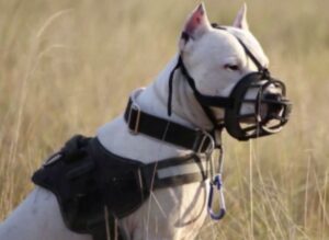 how to measure dog muzzle