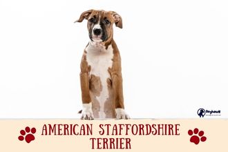American Staffordshire Terrier