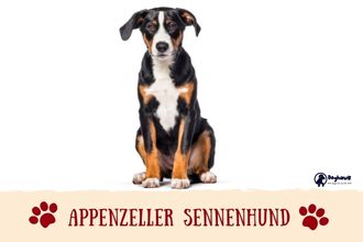 Appenzeller Sennenhund