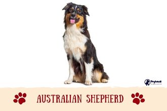 Australian Shepherd