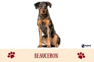 Beauceron