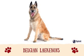 Belgian Laekenois