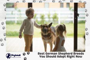 Best German Shepherd Breeds You Should Adopt Right Now